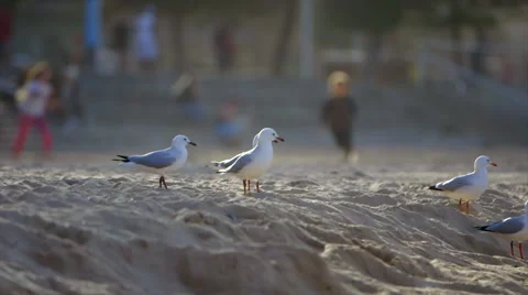Seagulls Take Flight Vidéo 42874853