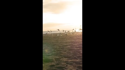 Seagulls Take Flight Near the Coast - Vertical Stock Footage 327047553