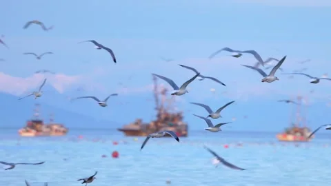 Seagulls take flight over the herring spawn with commercial fishing boat in the Stock Footage 344089058