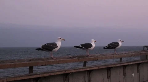 Seagulls take off Stock Footage 7763745