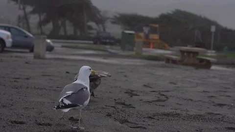 Seagulls Take off 스톡 동영상 112954340