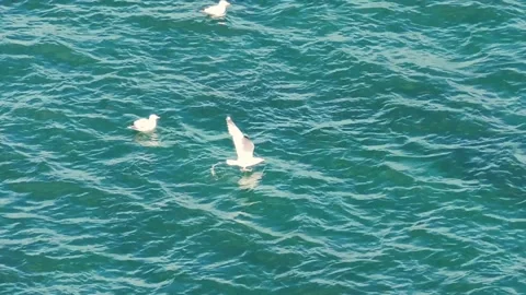 Seagulls take off Stock Footage 134333443