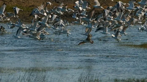 Seagulls take off from the lake in slowmotion Stock Footage 77828056