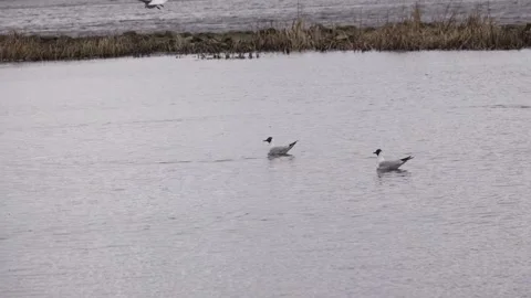 Seagulls take off from a pond Stock Footage 132441654
