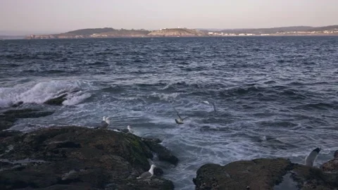 Seagulls take off from the rocks and hover over the waves of the ocean Stock Footage 221804793
