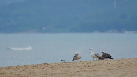 Seagulls Take off From the Shore Stock Footage 89747159