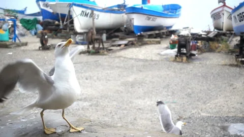 Seagulls take off in slow motion. Stock Footage 196078632