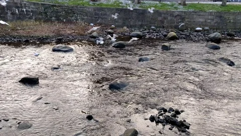 Seagulls Take Off From Water Stream Video stock 100082445
