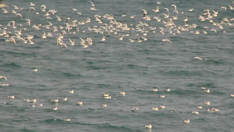 Seagulls take off from the water surface Video stock 111767540