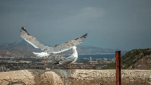 Seagull’s Takeoff Stock Photos
