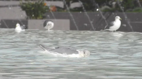 Seagulls taking a bath and drinking water on a fountain Stock Footage 36263271