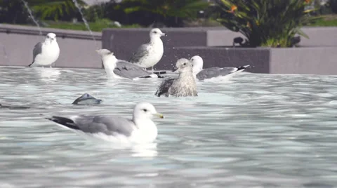 Seagulls taking a bath and drinking water on a fountain Stock Footage 36266583