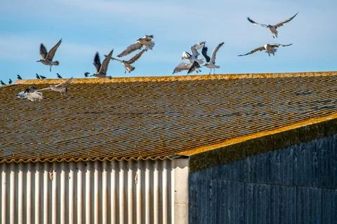 Seagulls Taking Flight From Isla Mayor Toolshed, Sevilla Stock Photos