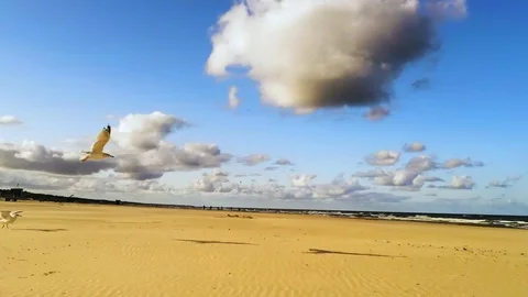 Seagulls taking off Stock Footage 115317347