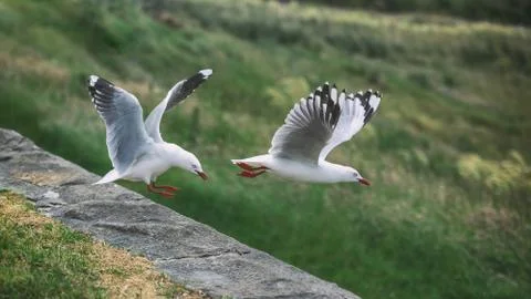 Seagulls taking of the ground Stock Photos