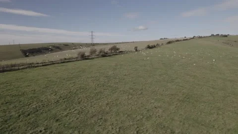 Seagulls taking off on the South Downs Stock Footage 162817191