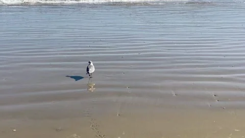 Seagulls on Texas Beach 02 Video stock 148658180