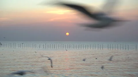 Seagulls in Thailand Stock Footage 246841454