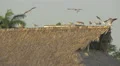 Seagulls on a thatched roof on the beach in Panama 4k or 4k+ Resolution