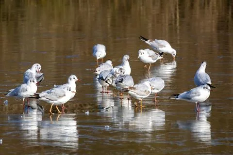 Seagulls on Thin Ice Stock Photos