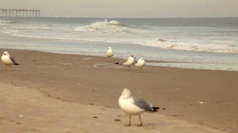 Seagulls &amp; Tide Stock Footage 1068328