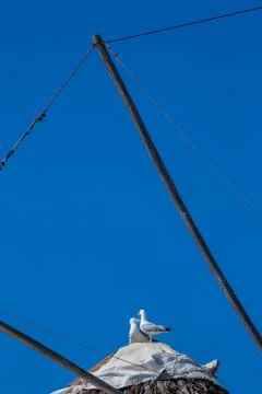 Seagulls on top of an old Greek windmill in Mykonos, Cyclades, Greece Stock Photos