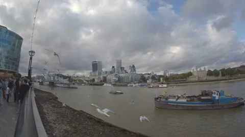 Seagulls at Tower Bridge Stock Footage 68413674