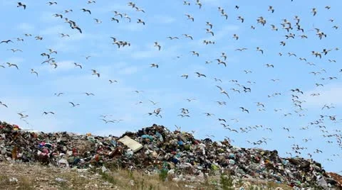 Seagulls, trash and sky Video stock 12236594