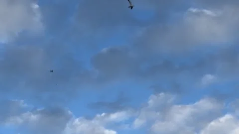 Seagulls try to attack a drone isolated against a blue sky with clouds Stock Footage 243657874