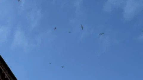Seagulls try to attack a drone isolated against a blue sky Stock Footage 243657945