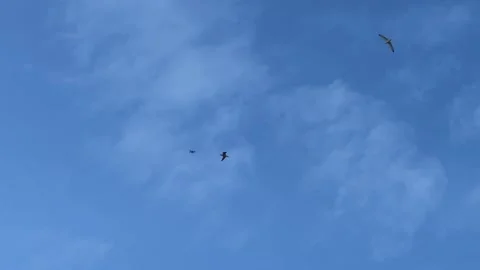 Seagulls try to attack a drone isolated against a blue sky Video stock 243658006