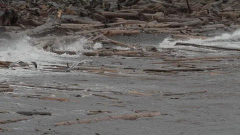 Seagulls trying to fly on beach during storm Video stock 122361436