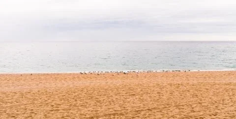 Seagulls on vacation Stock Photos