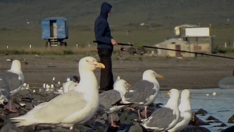 Seagulls wait for a catch Video stock 94654164