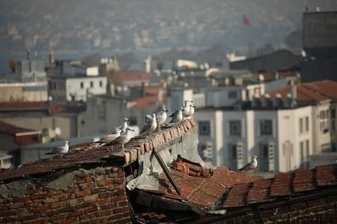 Seagulls wait on rooftops Stock Photos