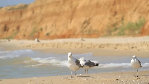 Seagulls walk on the seashore Video stock 95284760