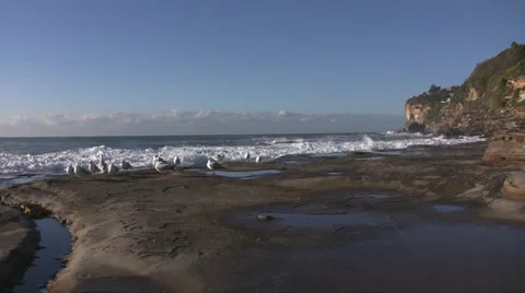 Seagulls Walkaway Stock Footage