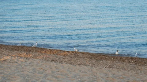 Seagulls walking along a sandy beach in search of food Stock Footage 128381684
