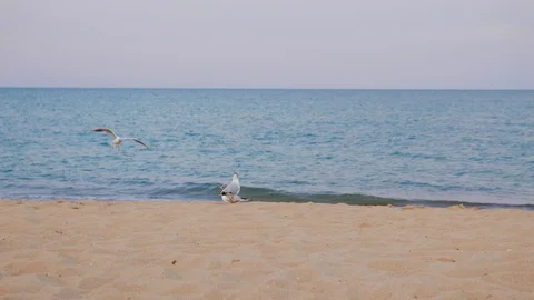 Seagulls walking along a sandy beach in search of food Stock Footage 128730592