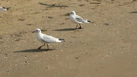 Seagulls walking along sandy beach, slow motion. Sea birds Stock Footage 319954037