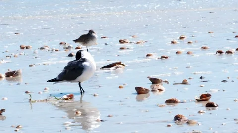 Seagulls walking and preening in shallow surf Stock Footage 330802157