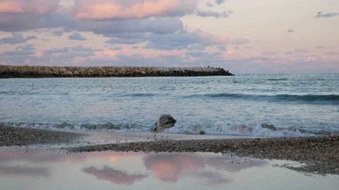 Seagulls walking on beach during sunset Stock Footage 141812244