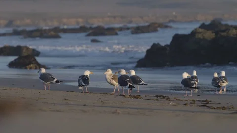 Seagulls Walking on the Beach Stock Footage 87243338