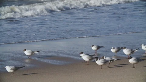 Seagulls walking on beach Stock Footage 95936180