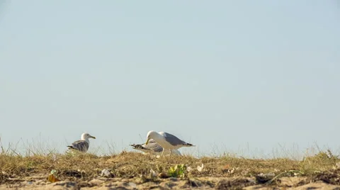Seagulls Walking On the Ground 스톡 동영상 41648186