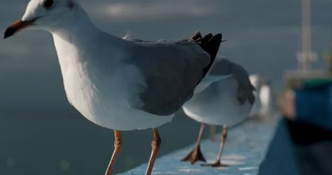 Seagulls Walking on a harbor wall chasing eachother 스톡 동영상 243649059