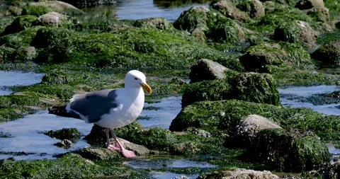 Seagulls walking in the middle of mossy black rocks along Oregon coast. Stock-Footage 274366478