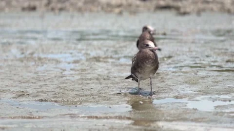 Seagulls walking on the mudflats Stock Footage 247679283
