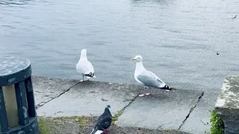 Seagulls walking on the pier. Stock Footage 313983545