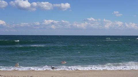Seagulls Walking on Sandy Beach with Gentle Ocean Waves Stock Footage 336291389